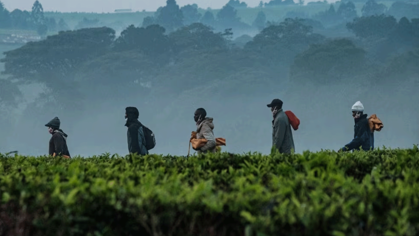 عمال يقطفون الشاي في مزارع كينية