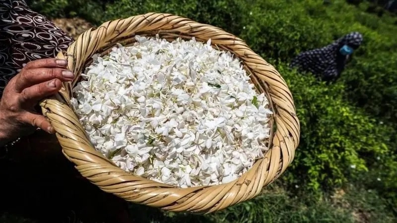 تنتج أزهار الياسمين رائحة أزهار أنثوية كلاسيكية توجد في العديد من العطور