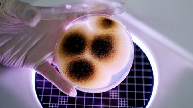 اكتشاف صادم.. أغذية "صحية" قد تخفي سموما قاتلة!