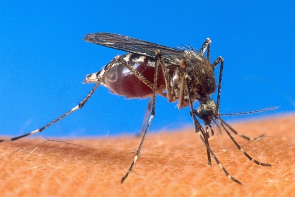 الصحة العالمية: القضاء على الملاريا 