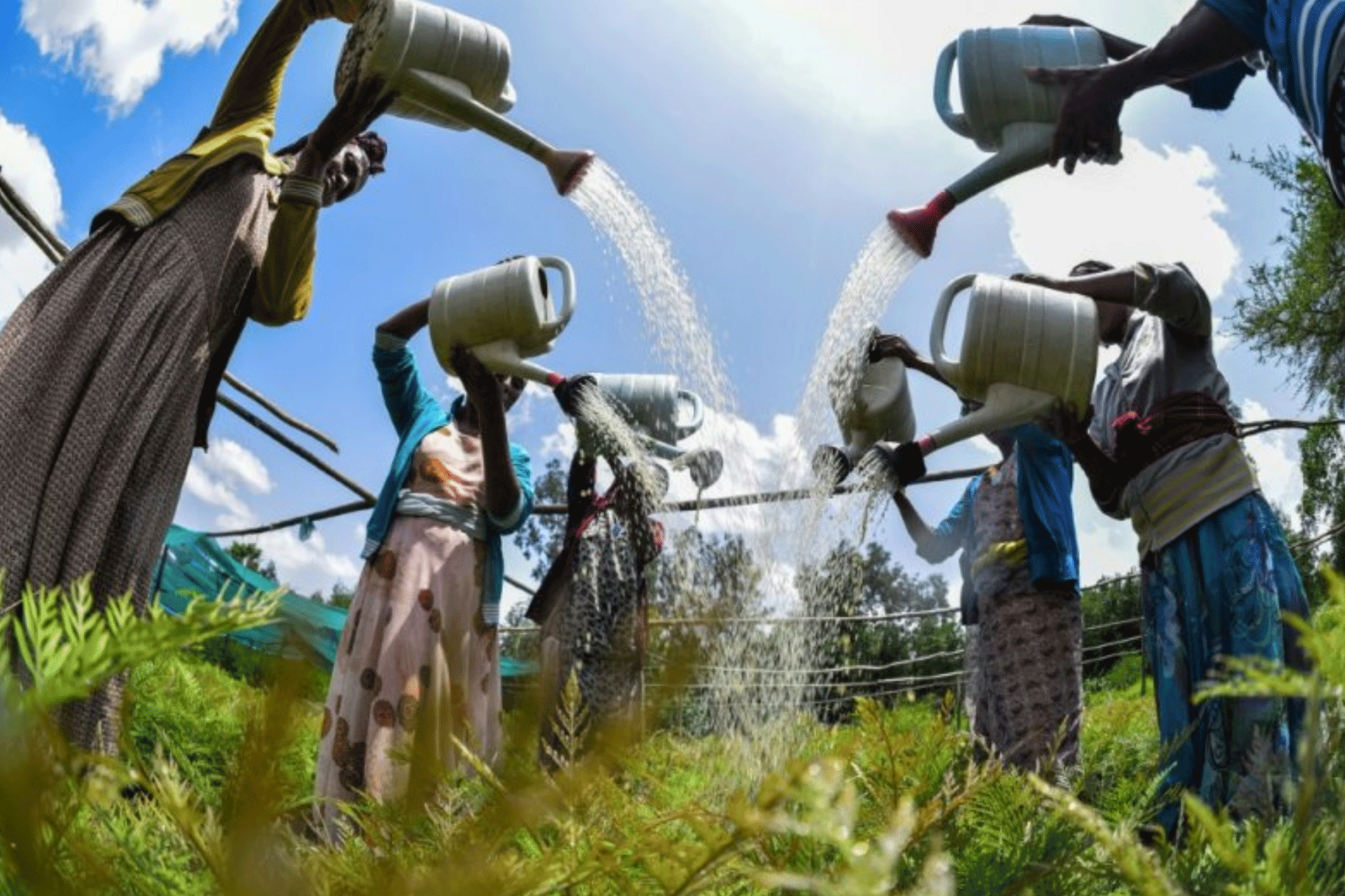 نسوة يسقين الزرع في أثيوبيا في مايو 2020