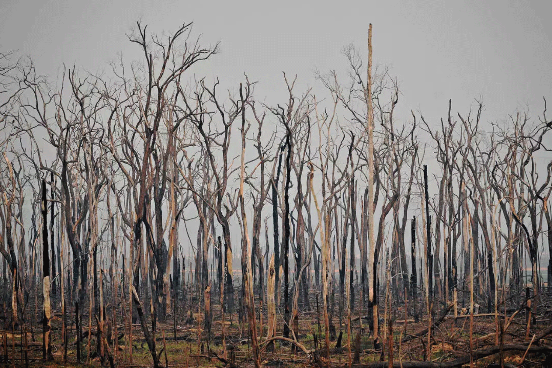 أشجار متفحمة في غابة الأمازون بالقرب من أبونا في ولاية روندونيا في البرازيل في 24 أغسطس 2019 