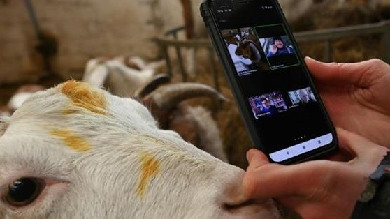 خلال مشاركة الماعز لاحدى الاجتماعات