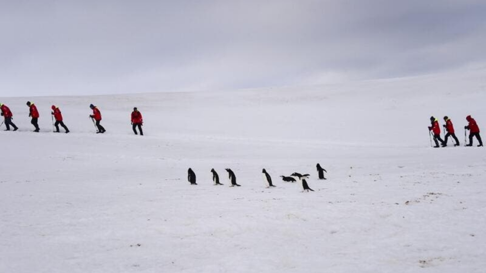 سياح يستمتعون بوقتهم مع البطاريق في أنتاركتيكا