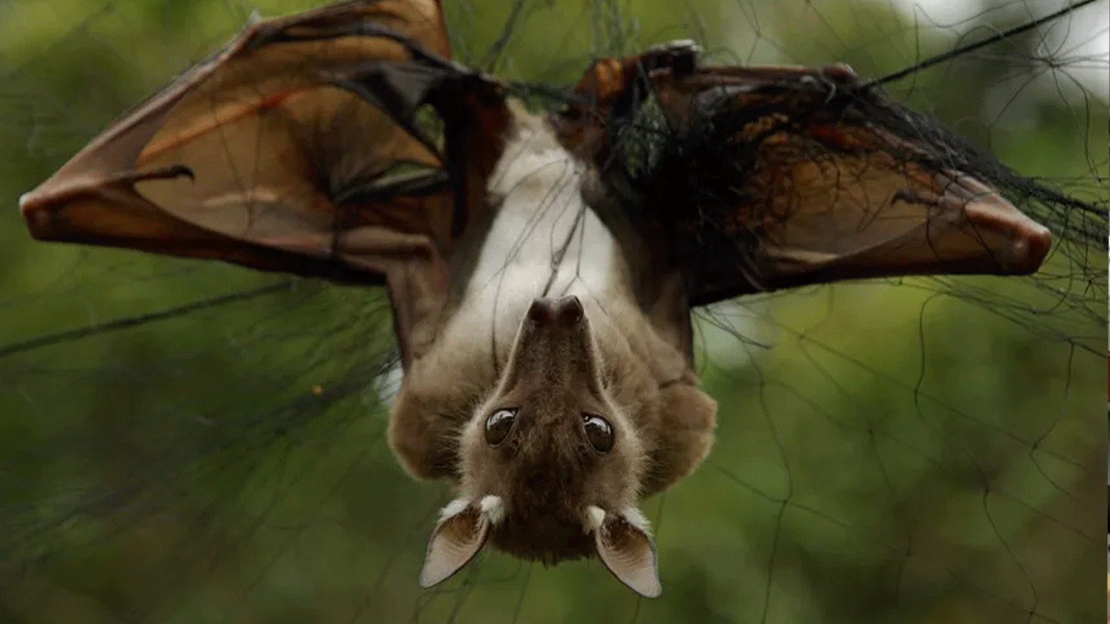 خفاش محاصر في شبكة لأغراض البحث