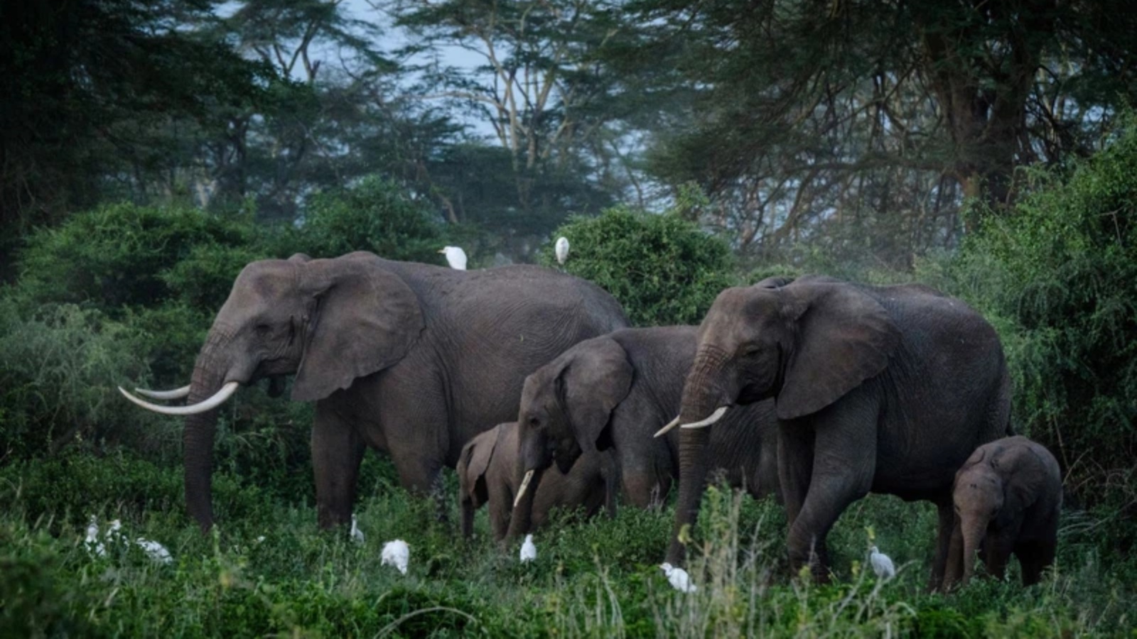 مجموعة من الأفيال في محمية بجنوب أفريقيا