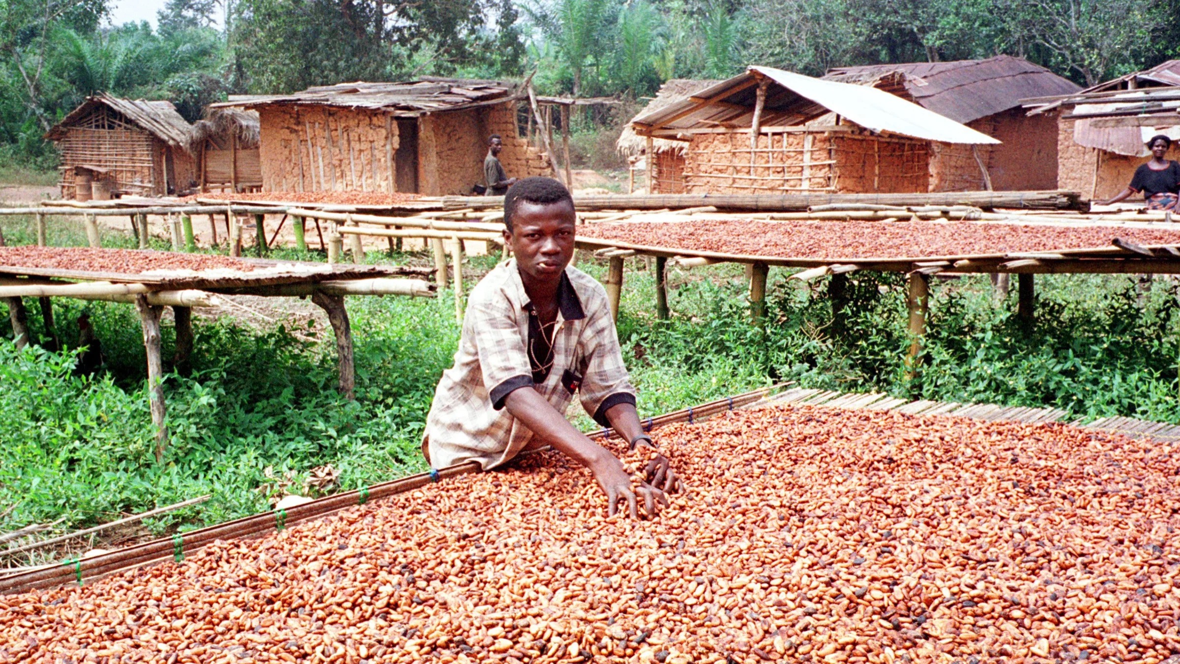 تجفيف الكاكاو في غانا، ثاني أكبر منتج للكاكاو في العالم بعد ساحل العاج