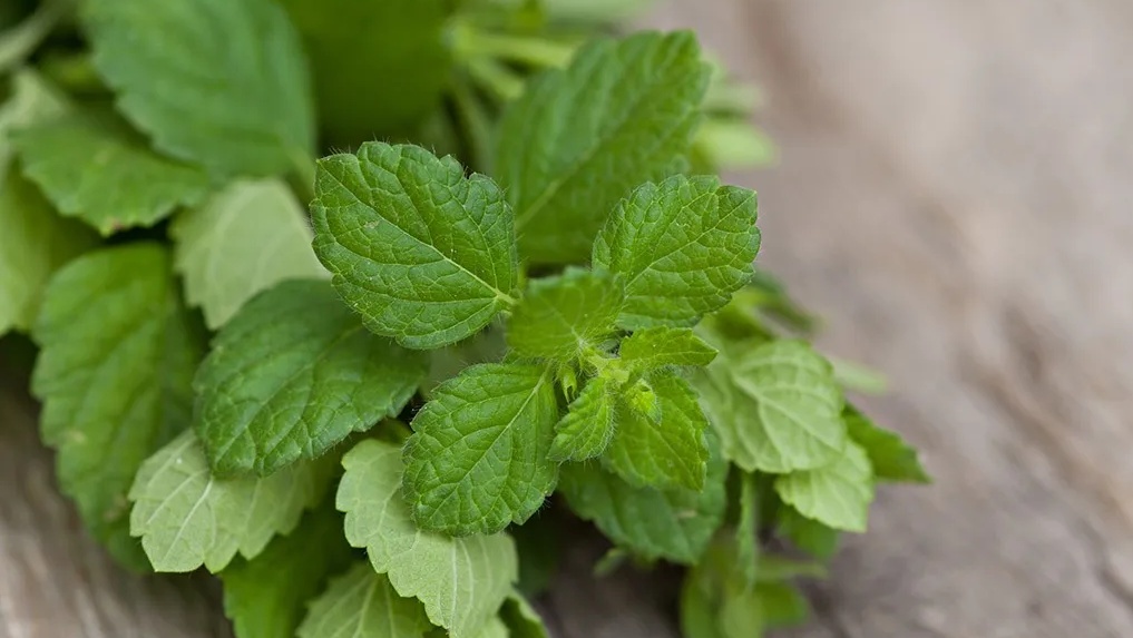 فوائد كثيرة لتناول النعناع لكنه لا يخلو من بعض الأضرار من 