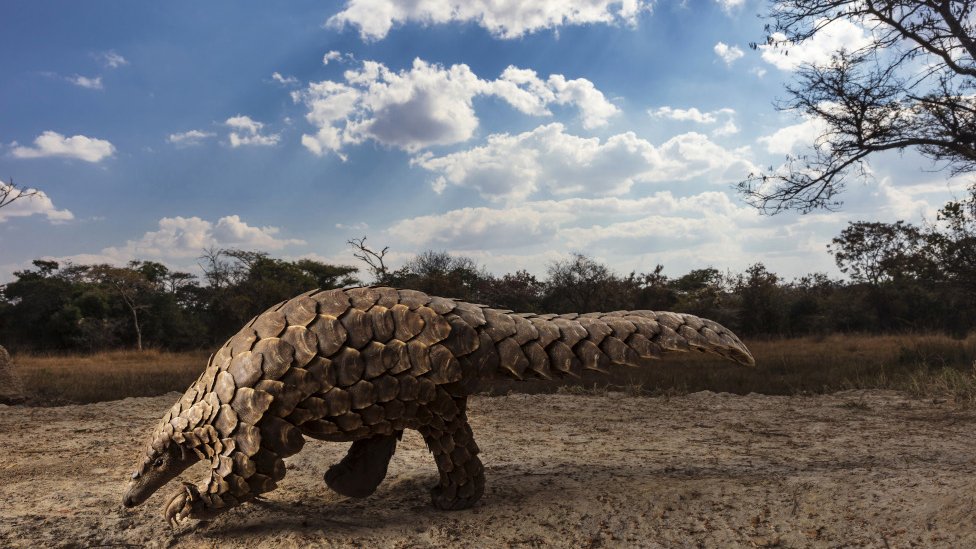أبرز الصور الفائزة بجوائز مسابقة سوني العالمية للتصوير
