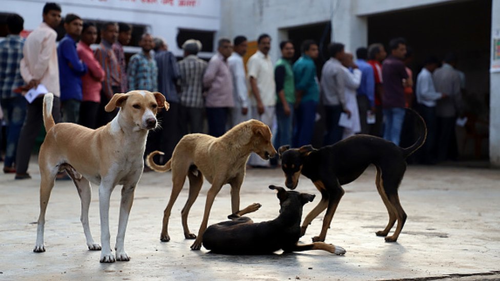 لحوم الكلاب: جماعات حقوق الحيوان تشيد بحظر بيعها في ولاية هندية
