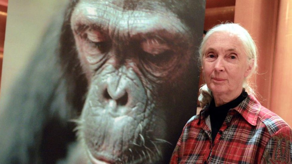 تمكنت غودال من إنقاذ المئات من الشمبانزي المستخدمة في الأبحاث الطبية