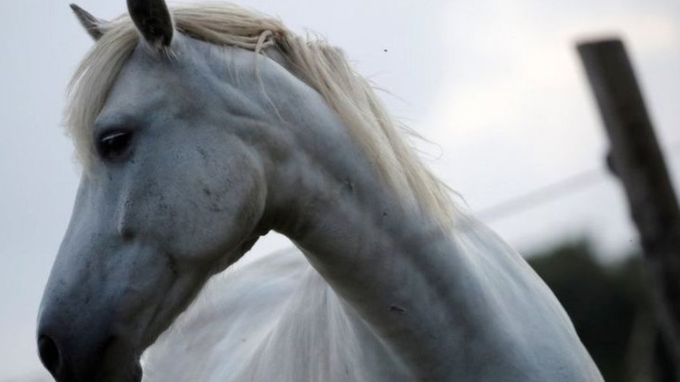أكثر من 30 حصانا قتلوا أو شوهوا في فرنسا في الأشهر الأخيرة Reuters