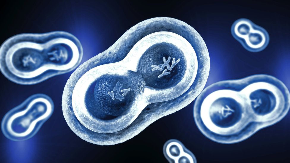 خلايا وتظهر تفاصيلها بما في ذلك الكروموسومات