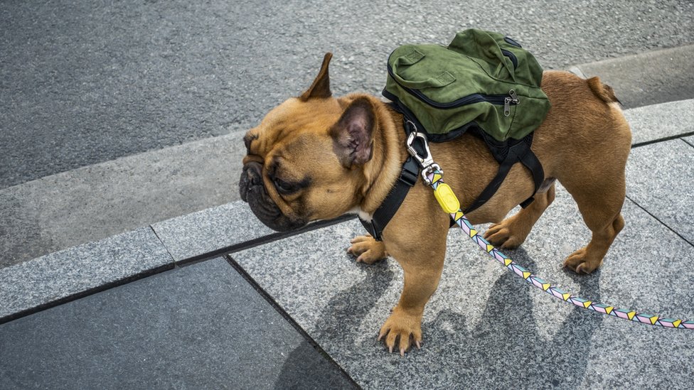 تسمح السلطات الكندية بتمشية الكلاب خلال فترة حظر التجول، وليس الأزواج Getty Images
