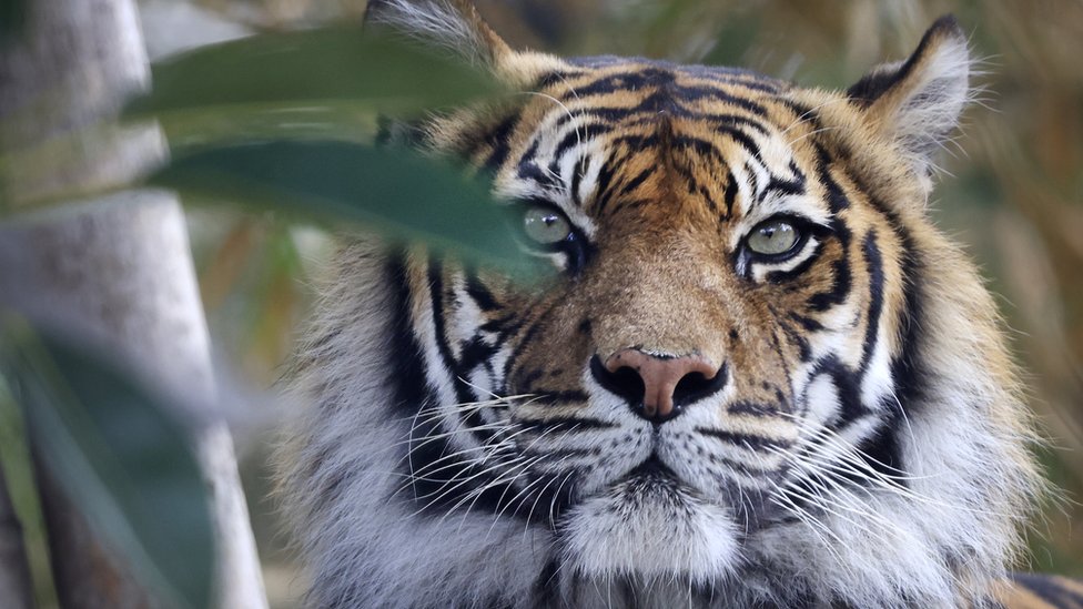 مقتل حارس حديقة حيوانات في إندونيسيا بعد هروب نمور نادرة