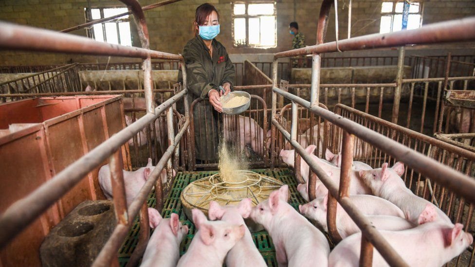 تعتبر الصين أكبر دولة في العالم تعمل في مجال تربية الخنازير وفيها نصف الخنازير الحية في العالم Getty Images