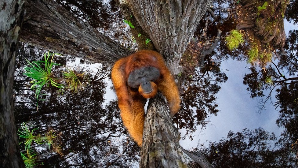 Thomas Vijayan صورة منعكسة في الماء لقرد أورانغوتان (إنسان الغاب) يتسلق شجرة