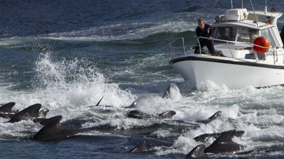 Getty Images يعتبر صيد الحيتان ممارسة تقليدية في جزر فارو (صورة أرشيفية)