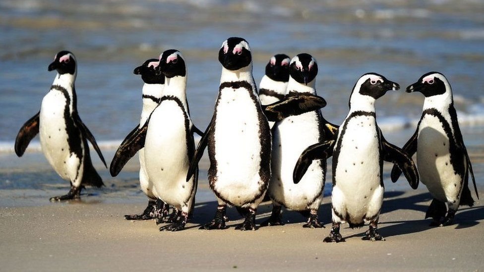 AFP أنصار حماية البيئة يقولون إن طيور البطريق الأفريقية معرضة بشدة للانقراض
