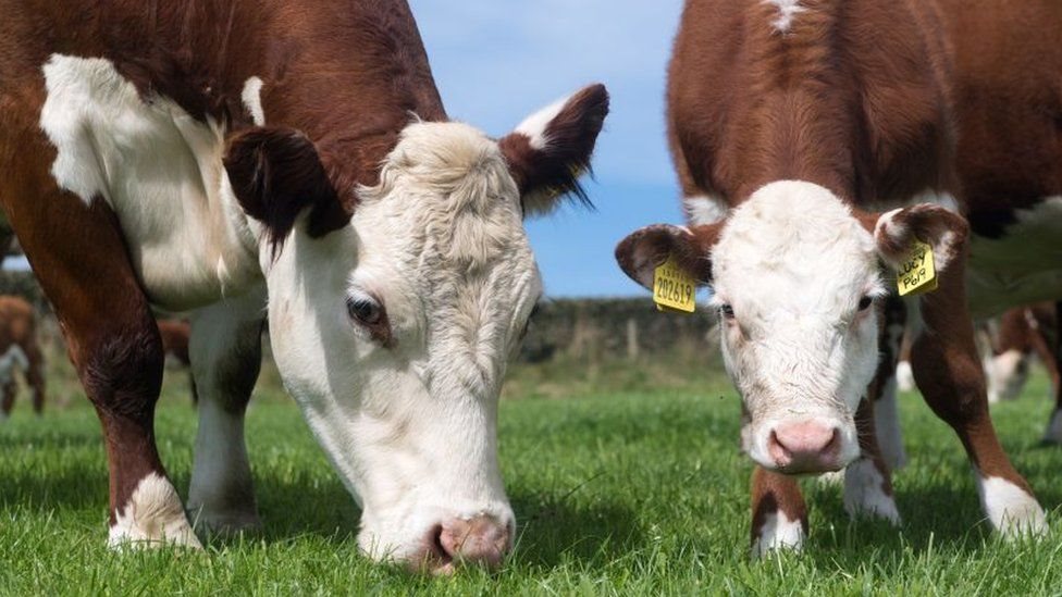 الصين تحظر استيراد لحوم الأبقار البريطانية بسبب مخاوف من تفشي جنون البقر