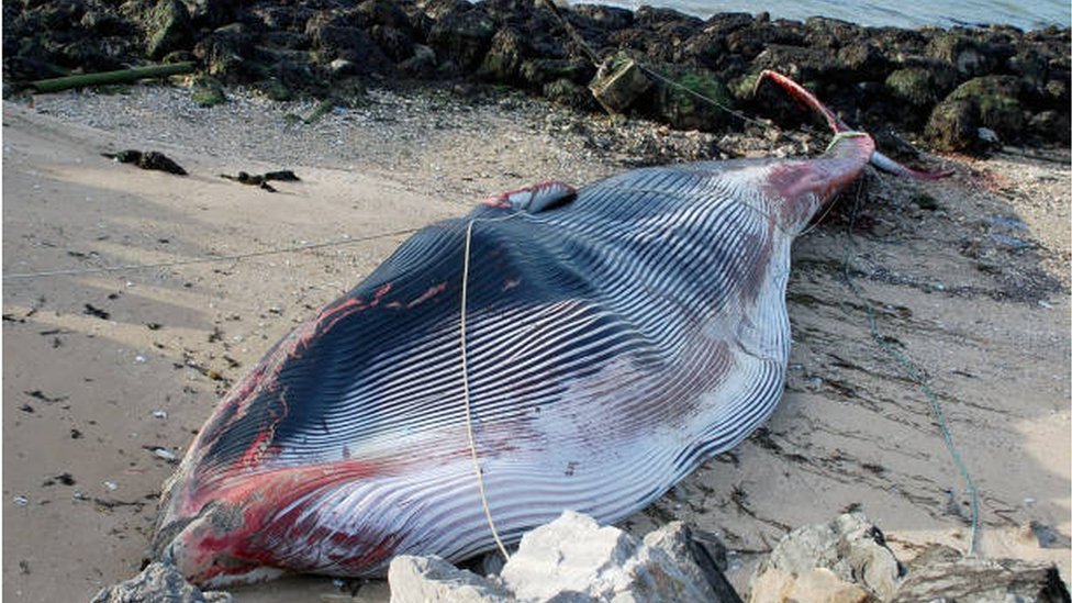 Getty Images أنثى الحوت الزعنفي التي نفقت بالقرب من ميناء كاليه الفرنسي