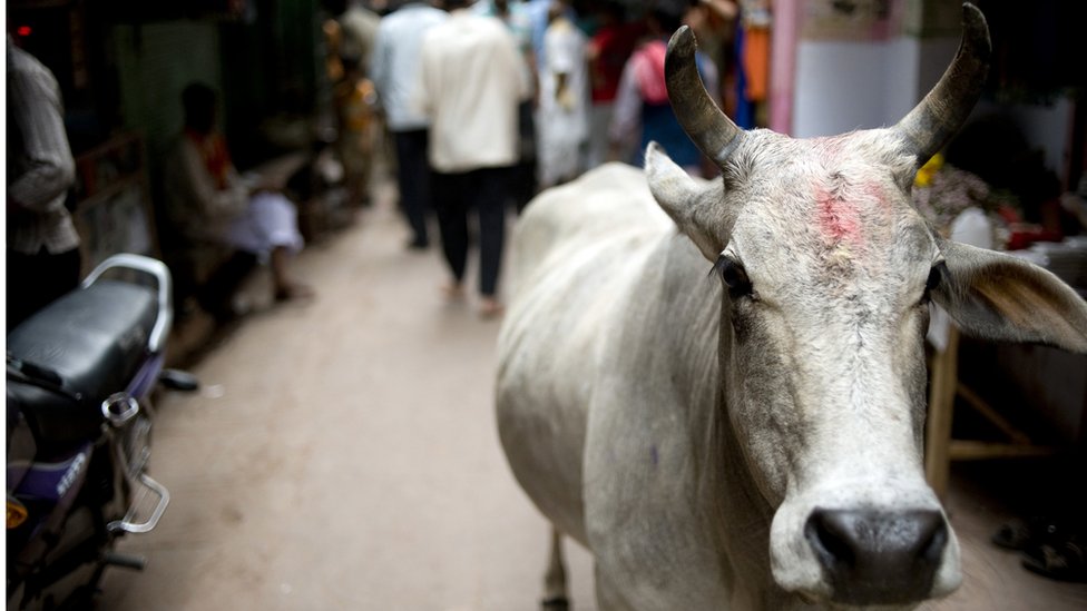 Getty Images الأبقار الشاردة مشهد مألوف في البلدات والقرى الهندية