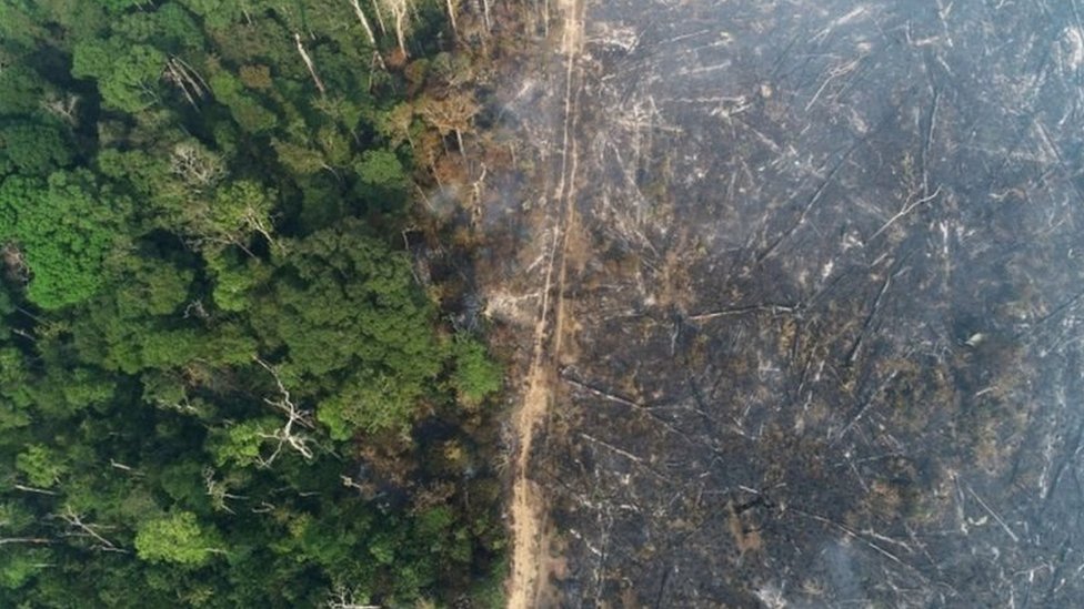 Reuters عادة ما تتباطأ عملية قطع الأشجار في يناير/كانون الثاني لأن الأمطار تعوق حركة الخشّابة في الغابات