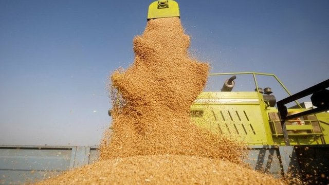 Reuters تعد الهند واحدة من أكبر منتجي القمح في العالم
