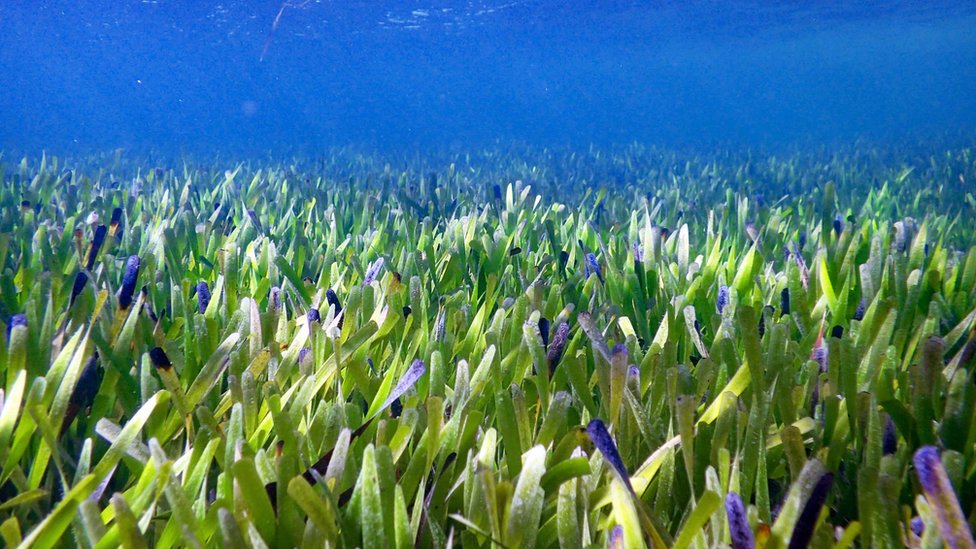 Rachel Austin يقول العلماء إن الأعشاب البحرية تغطي مساحة تبلغ حوالي 20 ألف ملعب كرة قدم