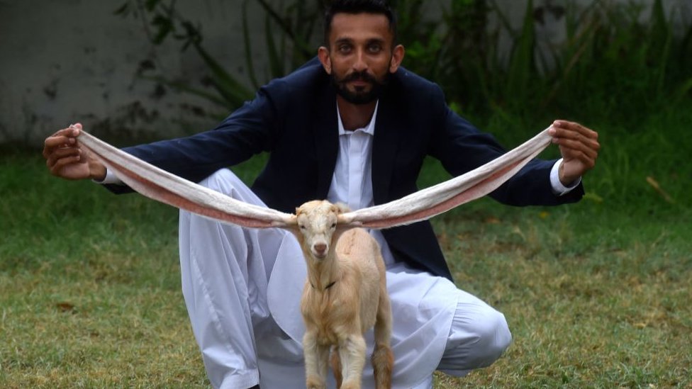 Getty Images مربي الماعز الباكستاني محمد حسن ناريجو يرفع اذني الماعز الصغير 