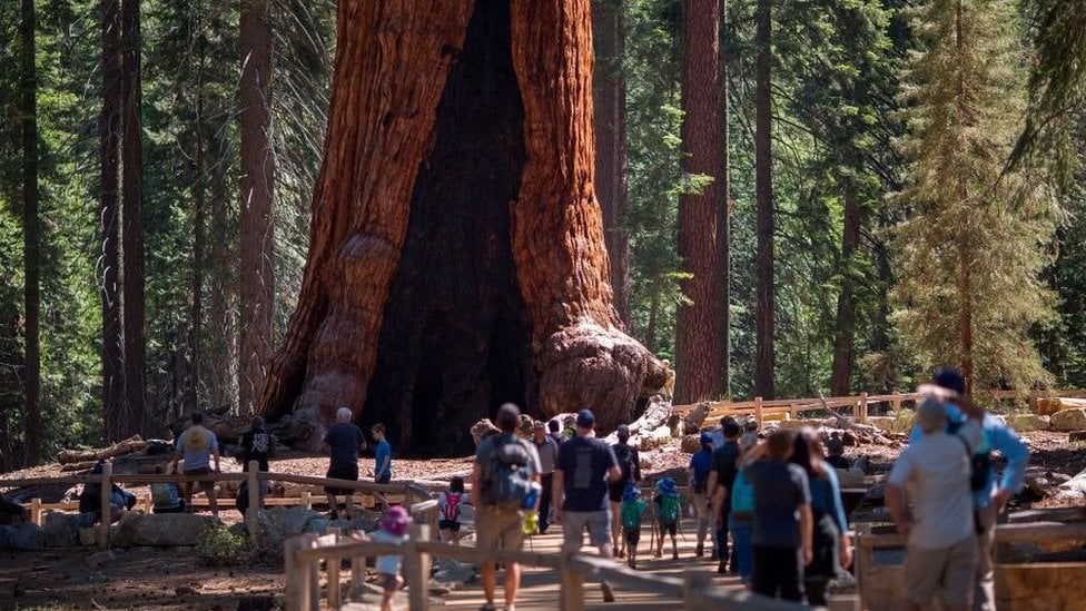 Getty Images تعد أشجار السيكويا العملاقة من أكبر الأشجار على كوكب الأرض