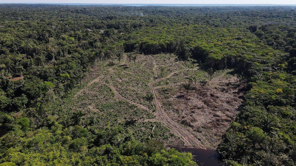 Getty Images يؤثر قطع غابات الأمازون على المناخ العالمي
