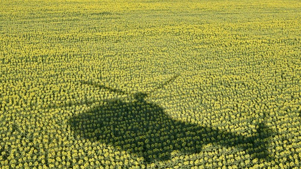 Getty Images أوكرانيا وروسيا من أكبر الدول المصدرة لبذور عباد الشمس في العالم عام 2021