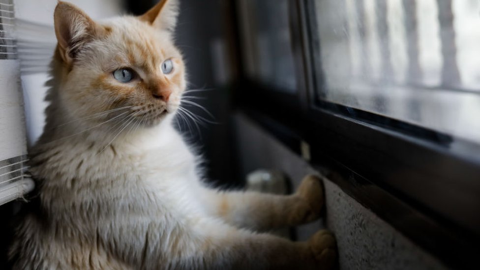 Getty Images انتقد النشطاء حبس القطط الذي أمرت به السلطات في مايو/ أيار