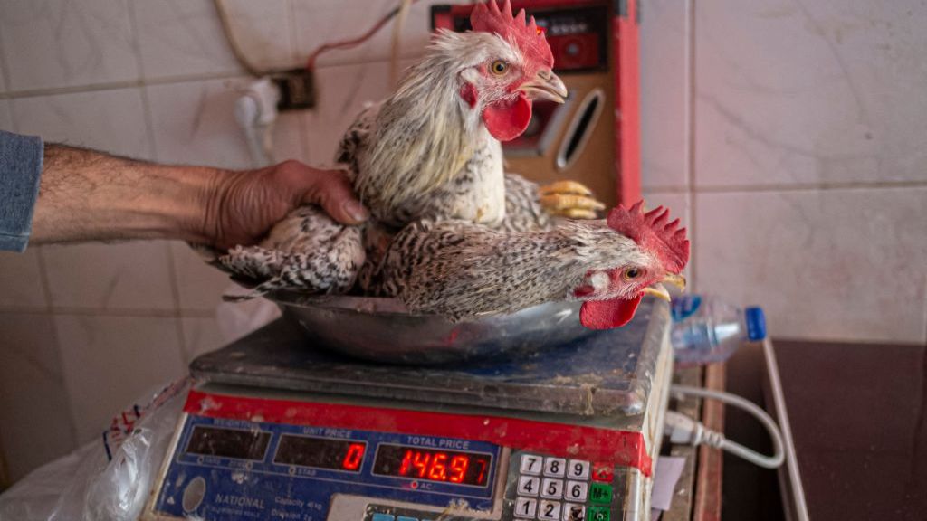 Getty Images أزمة أسعار الدجاج في مصر