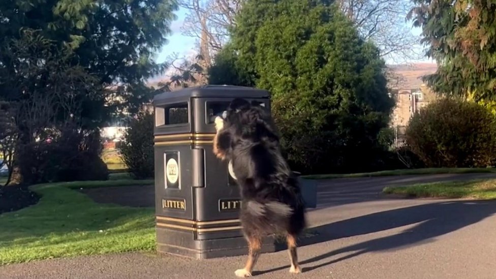 BBC الكلبة تريني تجمع القمامة وتضعها على السلة بمتنزه في اسكتلندا