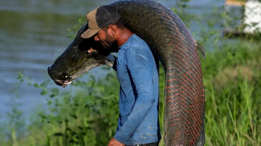 Getty Images | يمكن أن يصل طول سمكة الأربيمة العملاقة إلى أربعة أمتار وتزن 200 كيلوغراماً