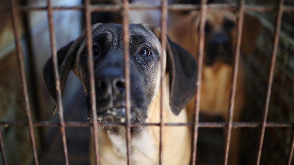 REUTERS | كلاب محبوسة في أقفاص بمزرعة للحوم الكلاب في كوريا الجنوبية