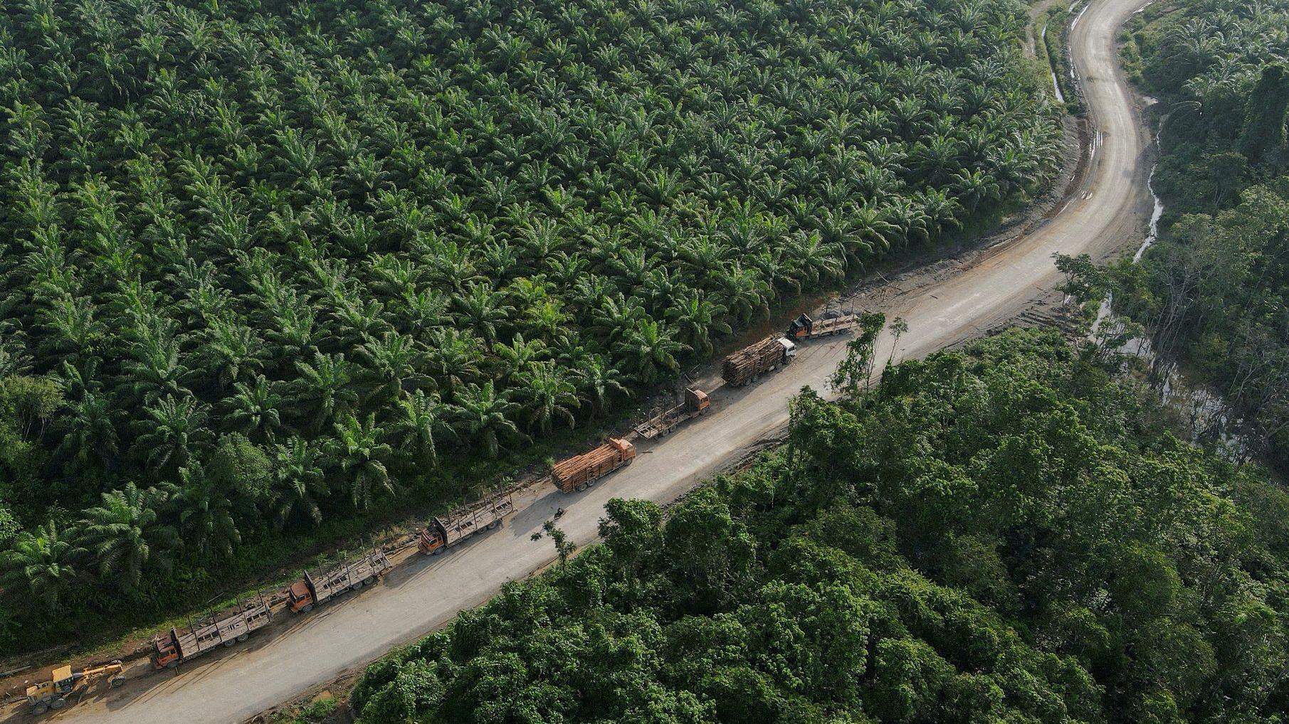 Reuters | مزرعة زيت النخيل بالقرب من العاصمة الإندونيسية الجديدة