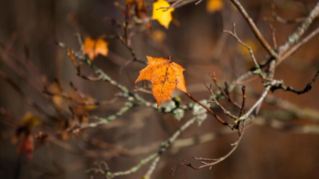 تظهر في الصورة مجموعة من أوراق الشجر، إحداها واضحة جداً لونها يميل إلى البرتقالي، لا تزال على فرع الشجرة ذات الأغصان المتعبة في فصل الخريف. الصورة التُقطت في السويد. - Getty Images