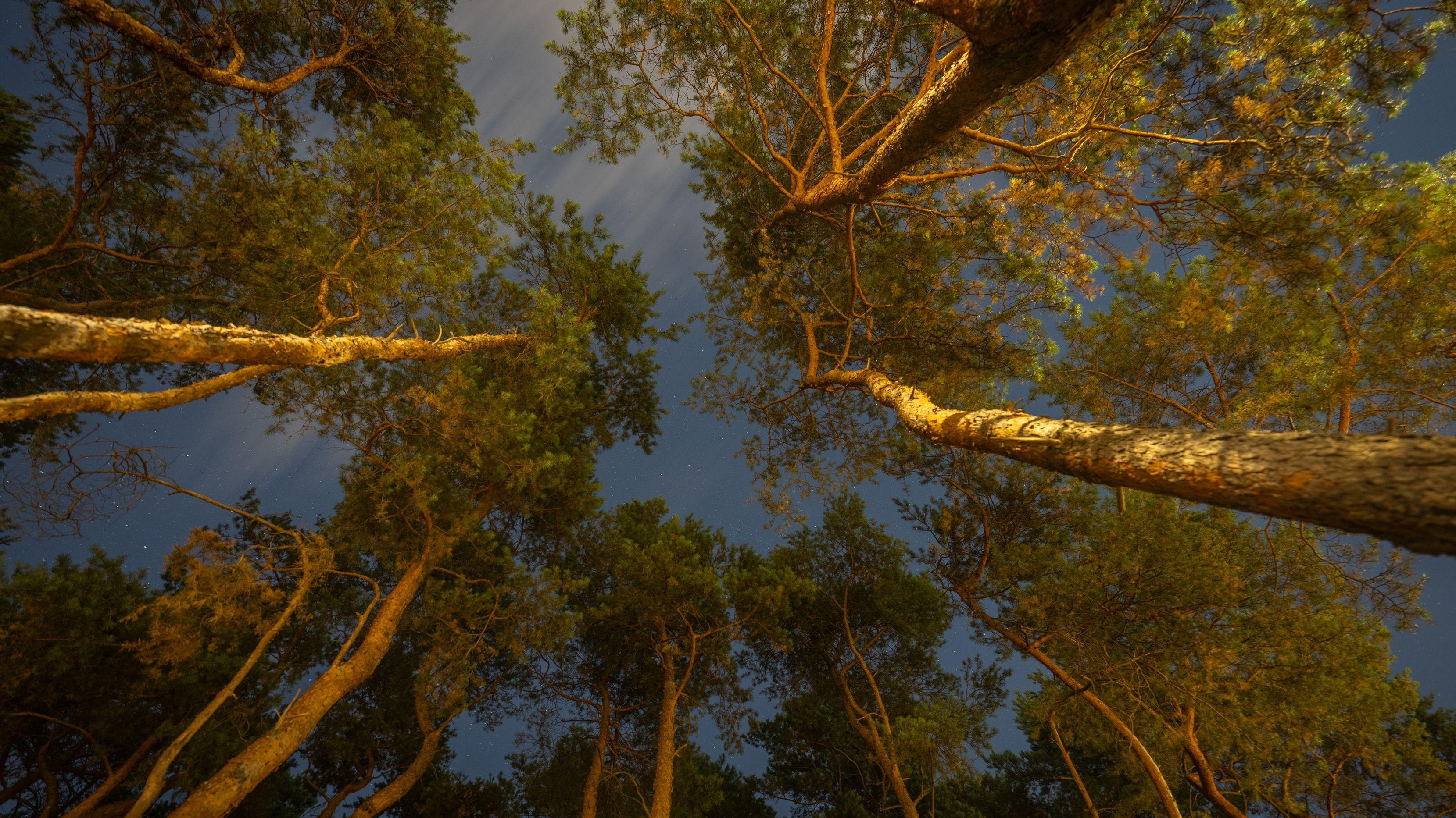 سماء الليل فوق وارسو، بولندا، 19أغسطس/آب2025، ، يُمكن رؤية شهب البرشاويات، وهي جزء من زخة شهب البرشاويات، ليلاً - Getty Images