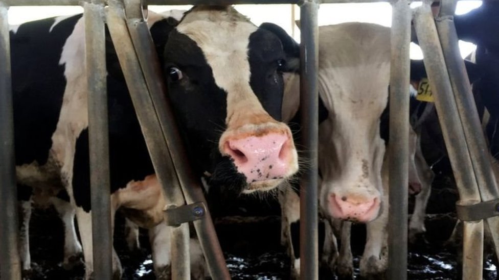 شحنة أبقار ألمانية تصل قطر لسد عجز منتجات الألبان