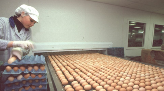 فضيحة البيض: 700 ألف بيضة ملوثة في بريطانيا