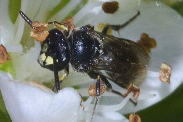 النحل الأصفر الوجه يلقح أنواعا من النباتات المهددة بالانقراض 