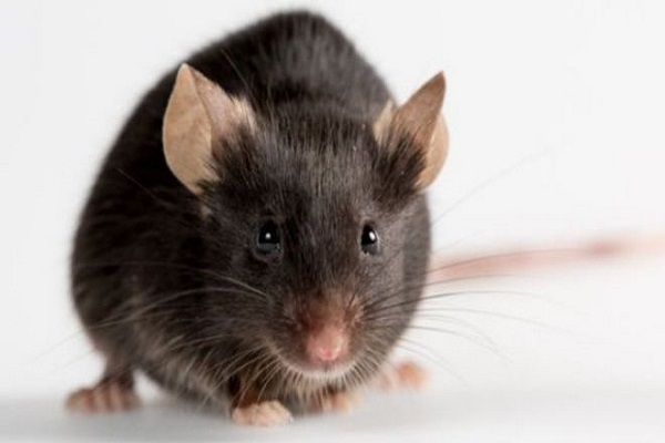 ولادة فئران بصحة جيدة من بويضات مُنتجة في المختبر