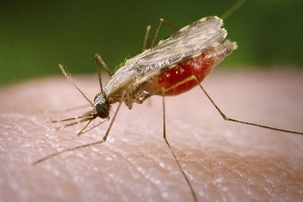 علماء يطورون طريقة لتتبع مقاومة الملاريا للعقاقير المعروفة