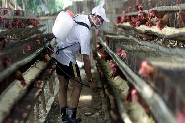 هونج كونج تعلن الإصابة الثانية بإنفلونزا الطيور