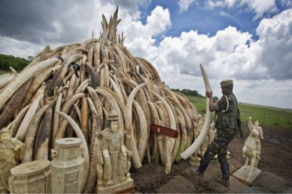قمة أفريقية لبحث سبل حماية الأفيال من الإنقراض