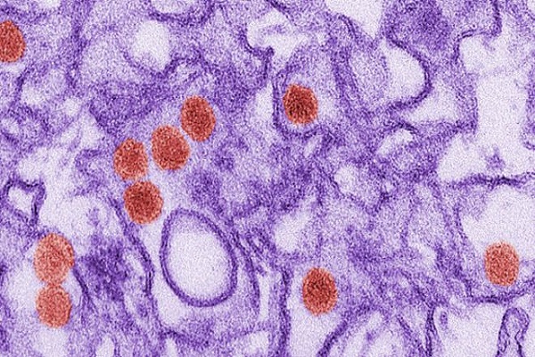 نجاح اختبار لقاحين جديدين ضد فيروس زيكا