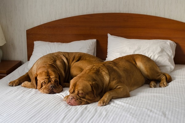 الفنادق الصديقة للحيوانات الأليفة تزداد انتشارا